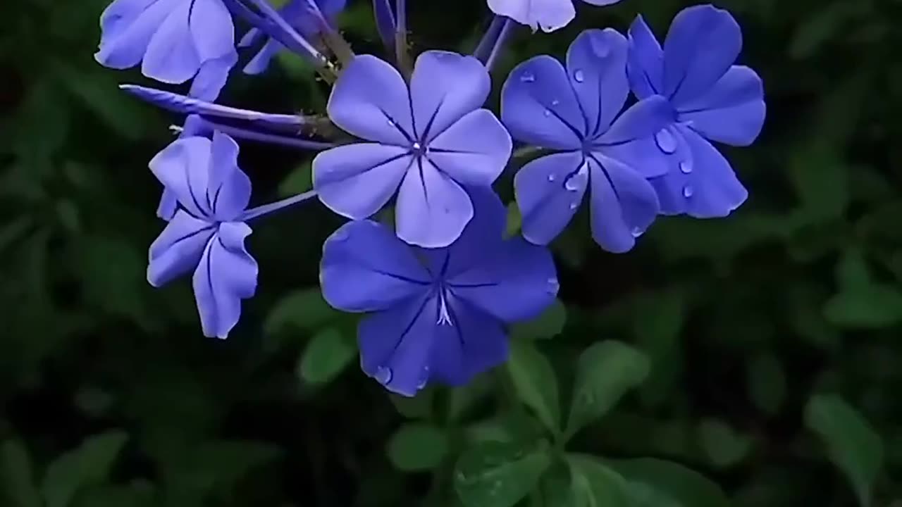 Natural flower