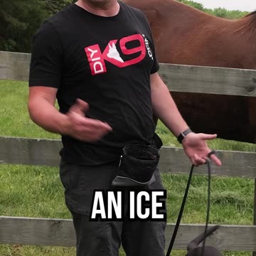 The BEST Thing You Can Do for a New Puppy