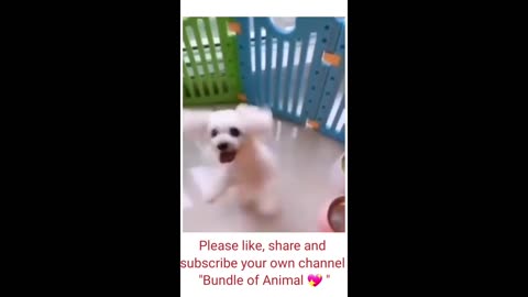 Funny Cane dog