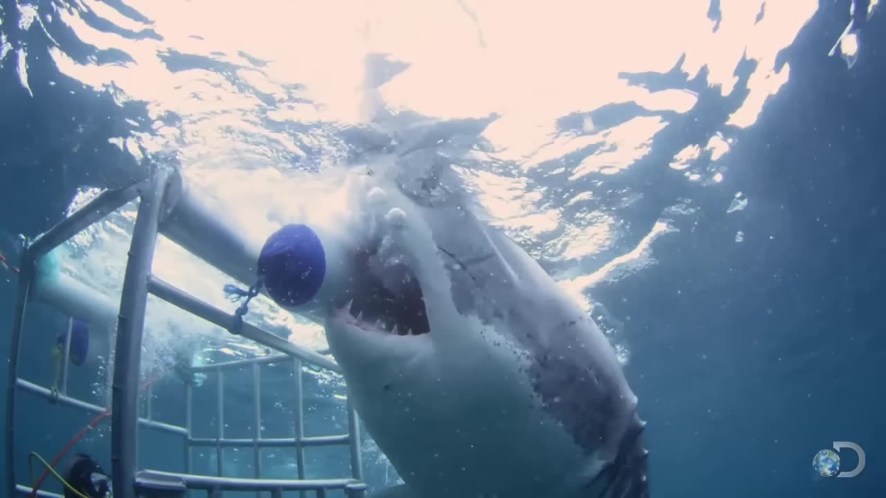 18-Foot Shark Attacks Cage