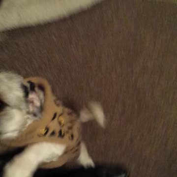 NUNU THE SHIH TZU WELCOMING ME HOME AFTER SHORT TRIP