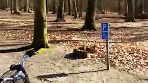 Pålsjöpaviljongen i Pålsjö skog, Helsingborg 8 April 2018