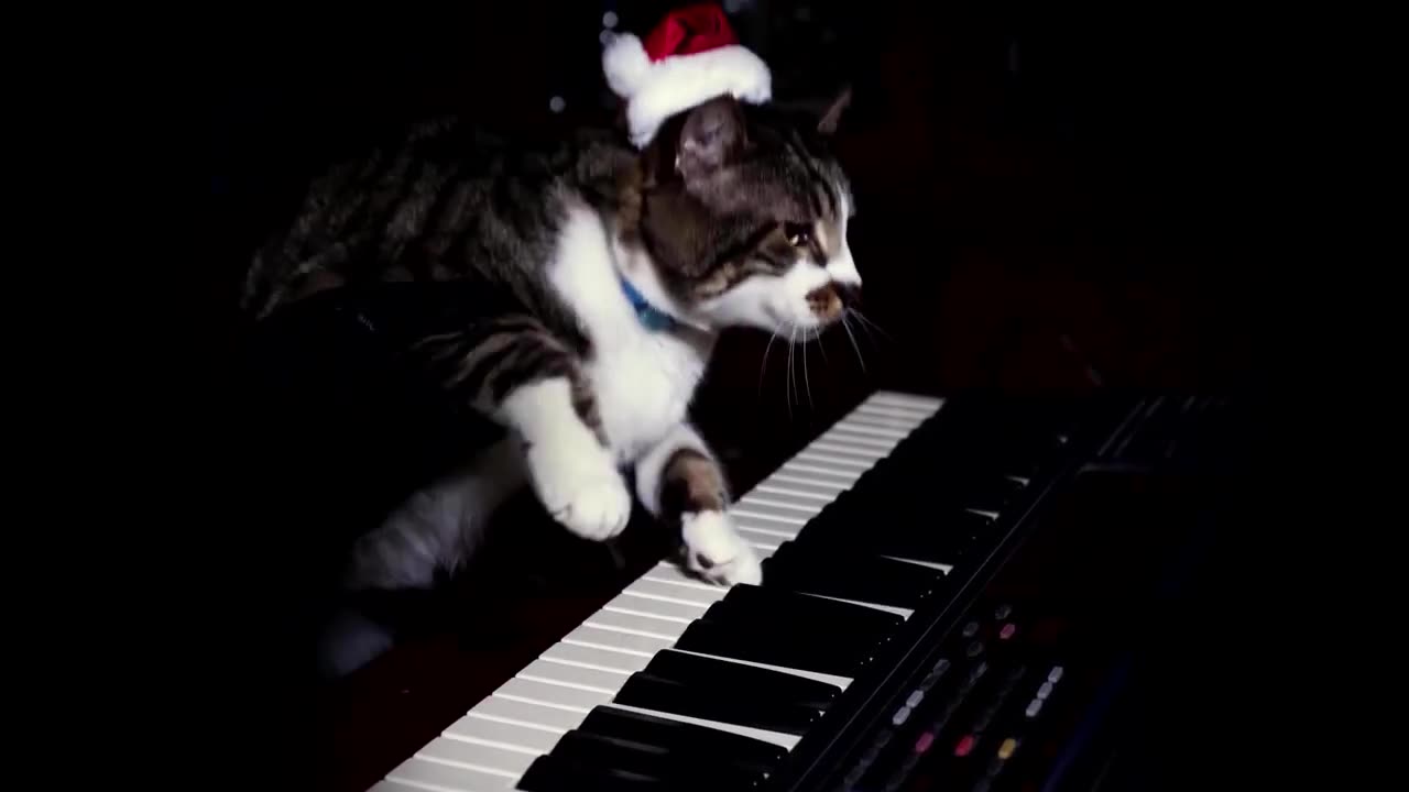 A Show Stopping Christmas – Funny Christmas Animals - Cute Cat Piano Music Background