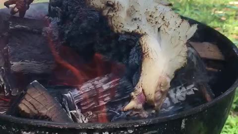 Leghorn Chicken Cremation