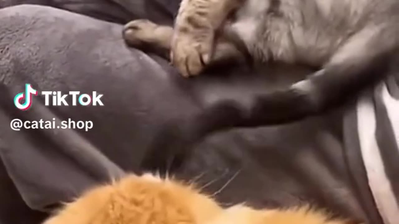 Funny Cat videos