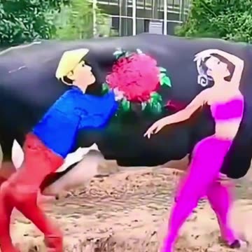 Australia jursey cow