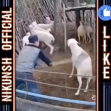 Goat Goes FULL RAM Mode on Humans! 😂 Watch Till the End! 3 #funny #wildanimal #wildwildlife