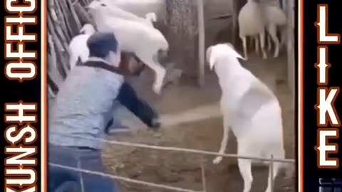 Goat Goes FULL RAM Mode on Humans! 😂 Watch Till the End! 3 #funny #wildanimal #wildwildlife