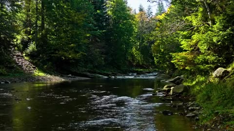 The Forest River Nature Sounds - Relaxing Nature Ambience for Sleep