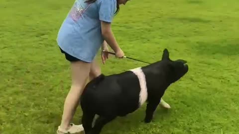 Swine training, Show Pigs are the best! Show pigs