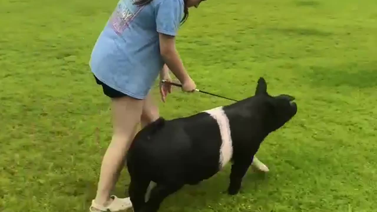 Swine training, Show Pigs are the best! Show pigs