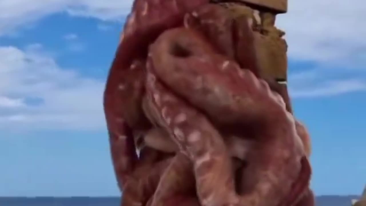 Octopus