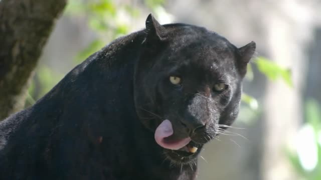 Black Panther| 4K| Black Jaguar | Animal