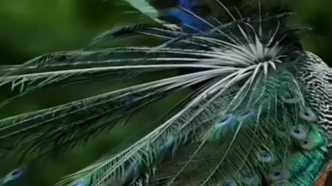 Wildlife is in closer view with a natural perspective.