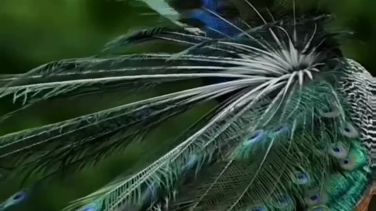 Wildlife is in closer view with a natural perspective.