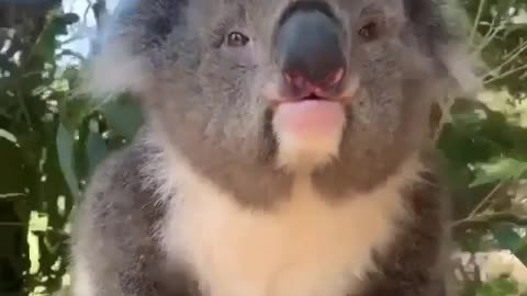 🙏❤️🎉🎉🎉🎊🎊🎊️SWEET AND FUNNY PETS SHOTS 🙏❤️❤️🎉🎉🎉🎊🎊🎊