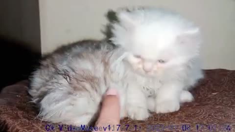 Persian kittens triple coat #catvideooftheday #kitten #funnycat #lovecats #funnycatvideos #cat #love