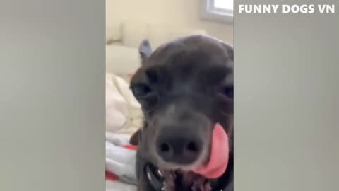 TRY NOT TO LAUGH WITH THESE DOGS AND CATS !