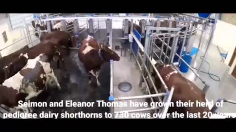 Modern milk stroge plant technology and smart cow farms