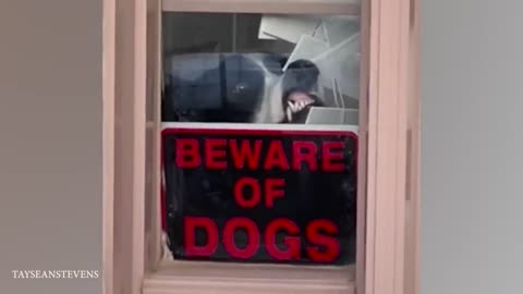 When Dogs Don't Want To Be Dogs Anymore 🤣