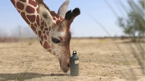 Elephant vs Giraffe Water Fight