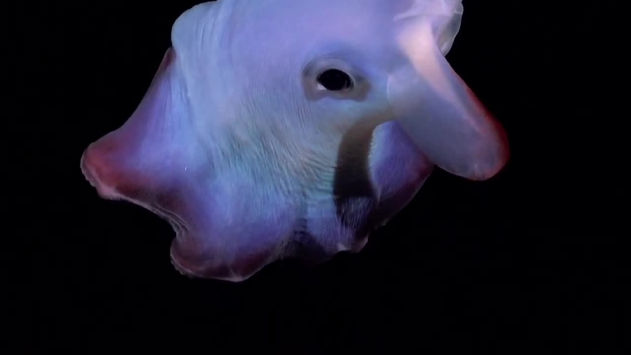 The Ghostly Dumbo Octopus #deepsea