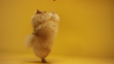 Funny dog dance