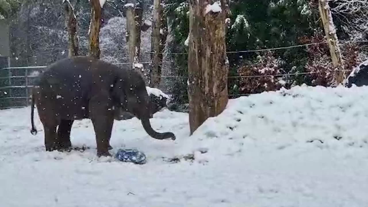 FROZEN FUN: Nellyphant Aged Just Two Can't Get Enough Of Playing In The Snow