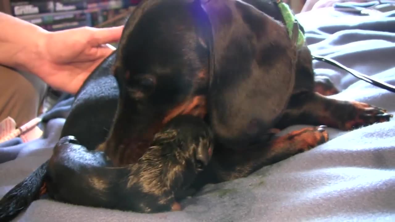 Dachshund -1st Puppy Birth