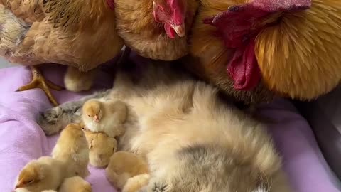 The_hen_cried_in_fright!_The_kitten_fell_asleep_ho