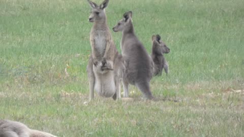 Kangaroos Melbourne Australia