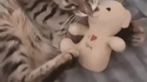 Cute Cat Gif