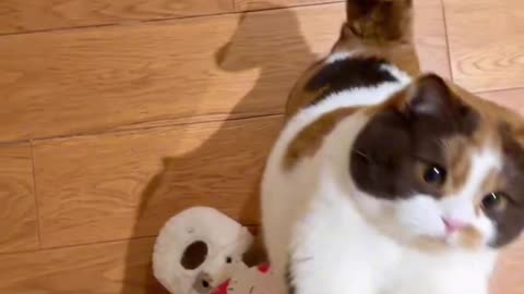 Funny and Cute Cats Videos #368