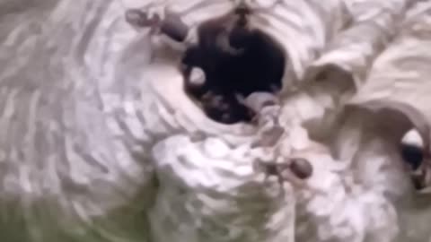 Hornet nest update 234