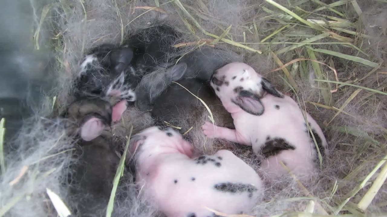 Rex Rabbits - Clove's First Litter