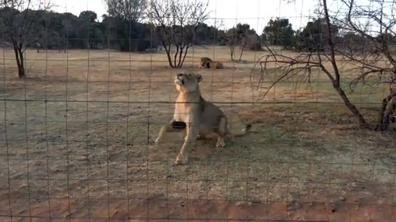 Hungry lions getting meat. AFRICA