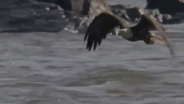 Can Bald Eagles float in water? Watch as this Bald Eagle fights heavy current and tries to pull