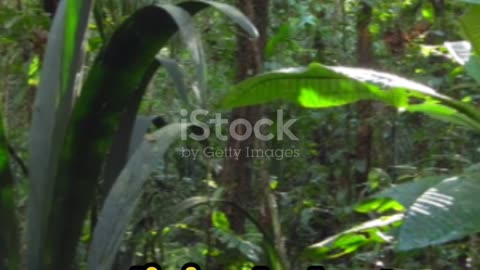 Amazon Rainforest