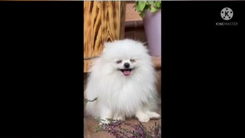Laughing Dog #shorts #viral #shortsvideo #video