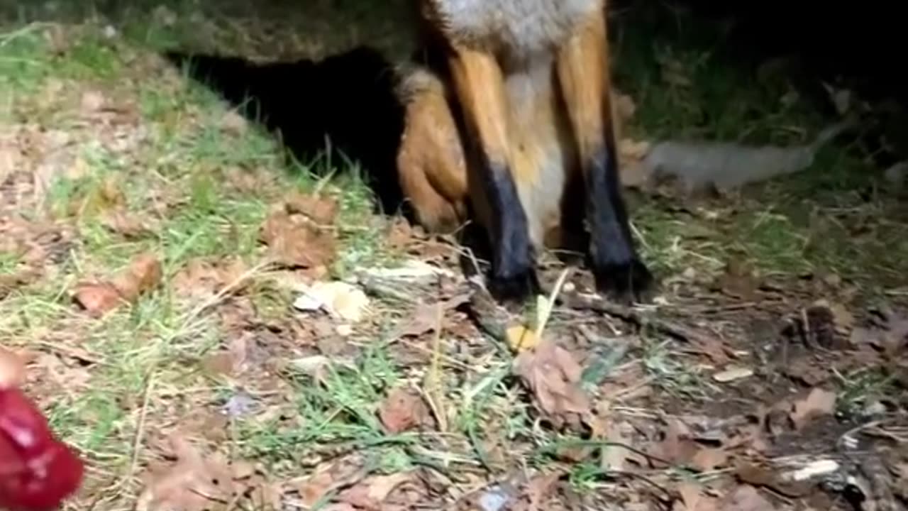 Feeding a Fox 🦊