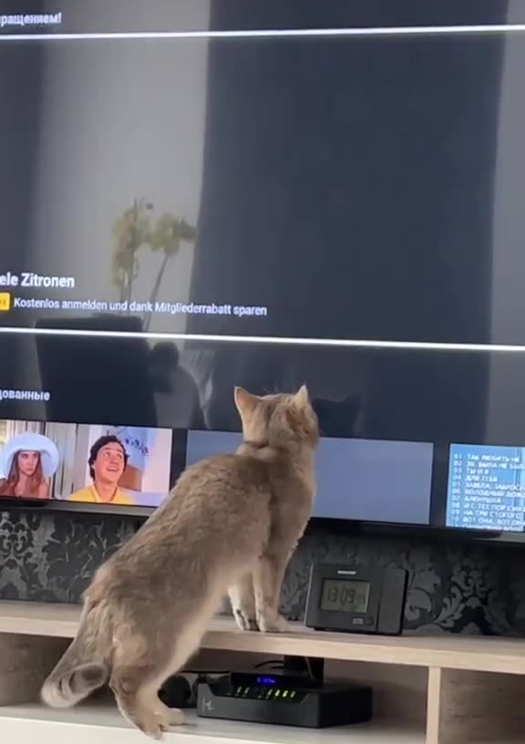 How fast can these paws go?