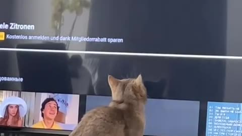 How fast can these paws go?