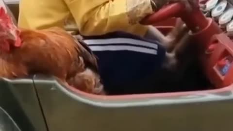 Funny pets videos