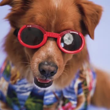 Dog with Red Sunglasses.