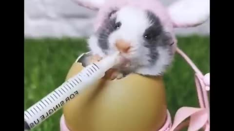 Cute baby animals Videos Compilation cute moment of the animals #11