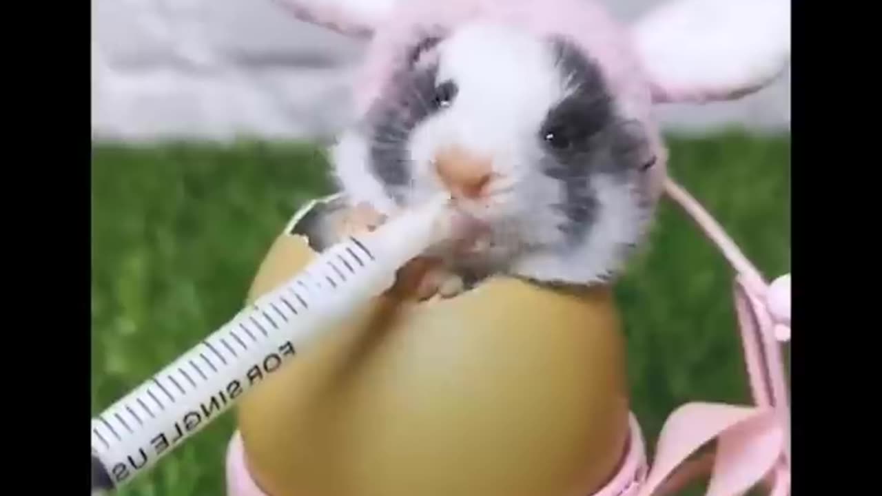 Cute baby animals Videos Compilation cute moment of the animals #11
