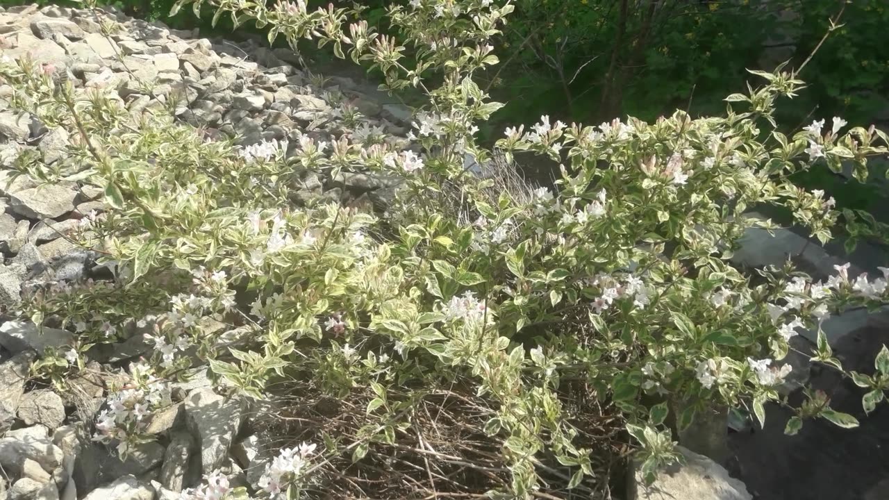 Vigela bloomed