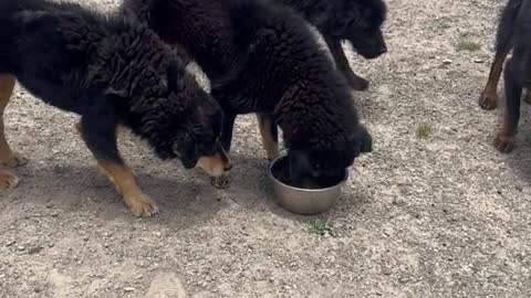 Surrounded by a stray dog in Tibet, thought to be