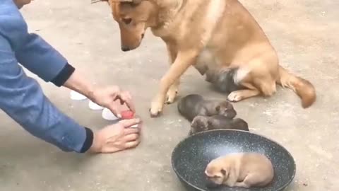 Dog lover || mother protect her child , love of human and dog