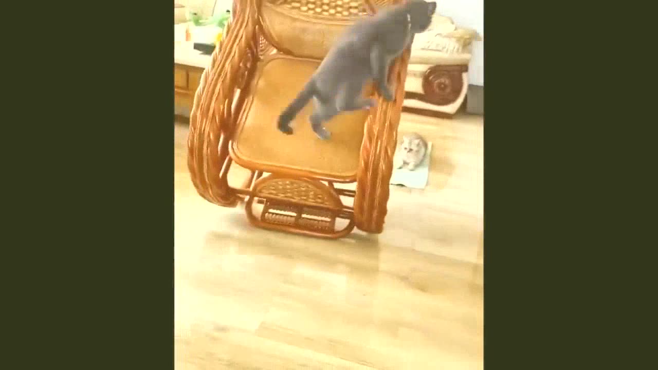 Funny Animal Videos Cute Pets Videos